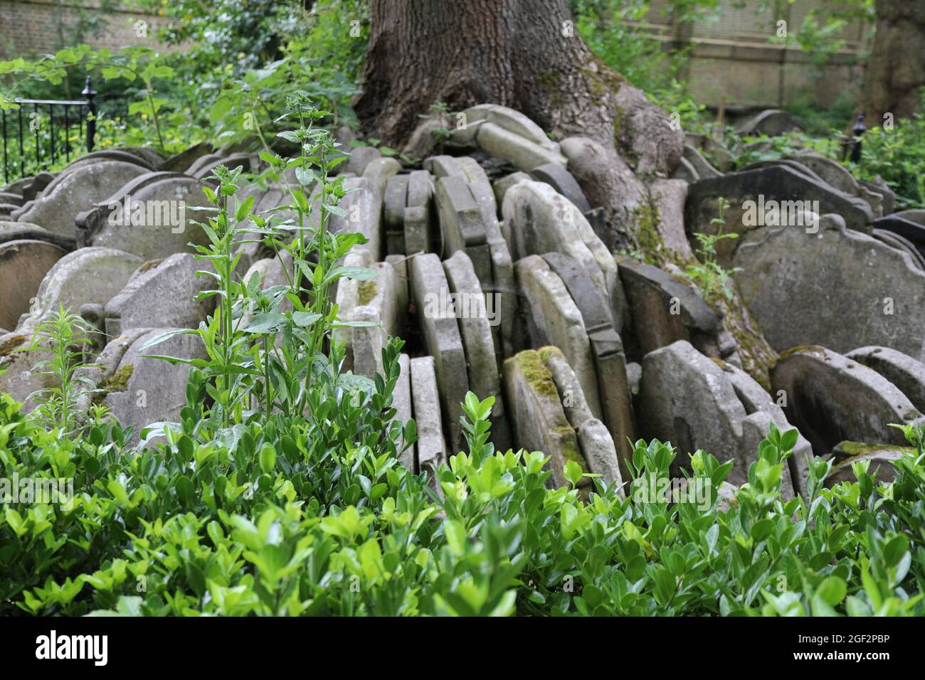 The Hardy Tree in the graveyard of St Pancras Old Church Stock Photo