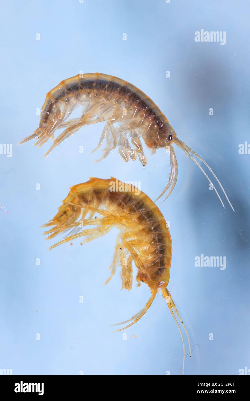 Lacustrine amphipod, Lacustrine shrimp, Freshwater shrimp, freshwater arthropod, freshwater amphipod (Gammarus roeseli und Gammarus pulex), both Stock Photo