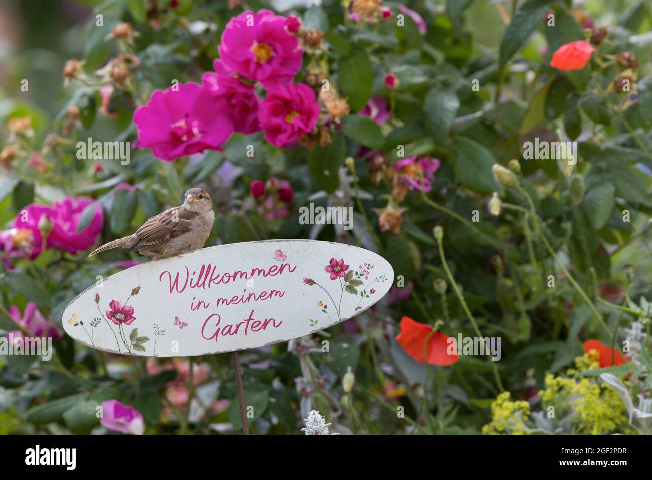 house sparrow (Passer domesticus), young bird sitting on a sign 'Welcome to my garden', Germany Stock Photo