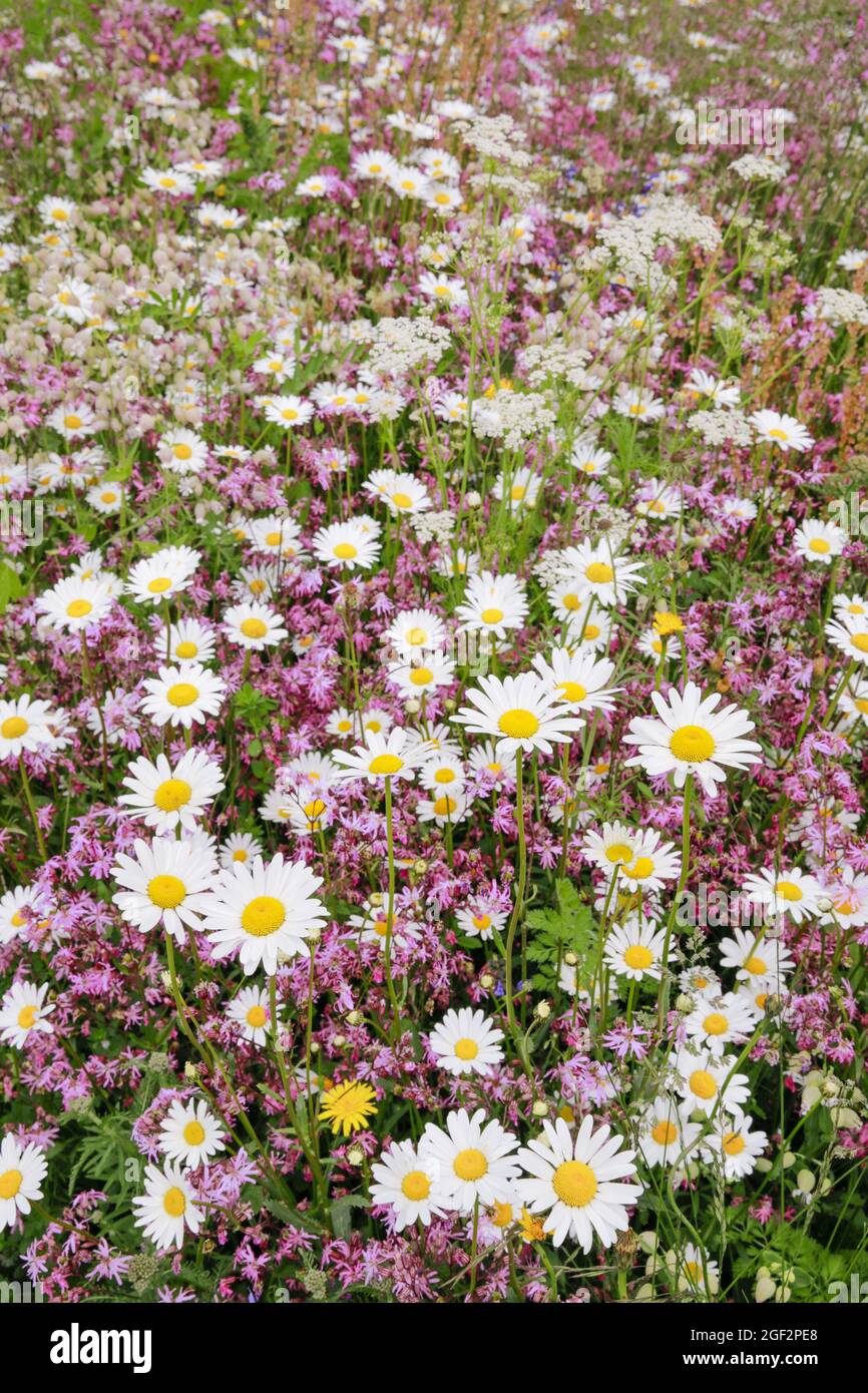 oxeye daisy, ox-eye daisy, white-weed, white daisy, dog daisy, marguerite (Chrysanthemum leucanthemum, Leucanthemum vulgare), blooming meadow at Stock Photo
