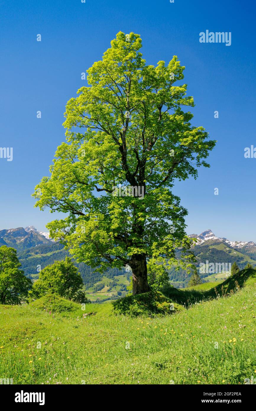 sycamore maple, great maple (Acer pseudoplatanus), Free standing sycamore maple near Ennetbuehl in spring with Mount Speer in the background, Stock Photo