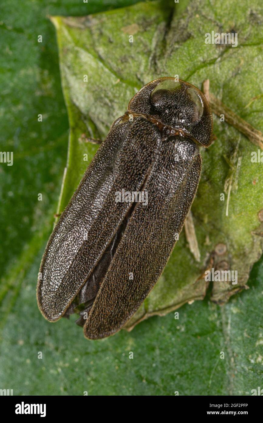 small lightning beetle (Lamprohiza splendidula, Phausis splendidula), male sits on a leaf, Germany, Bavaria Stock Photo