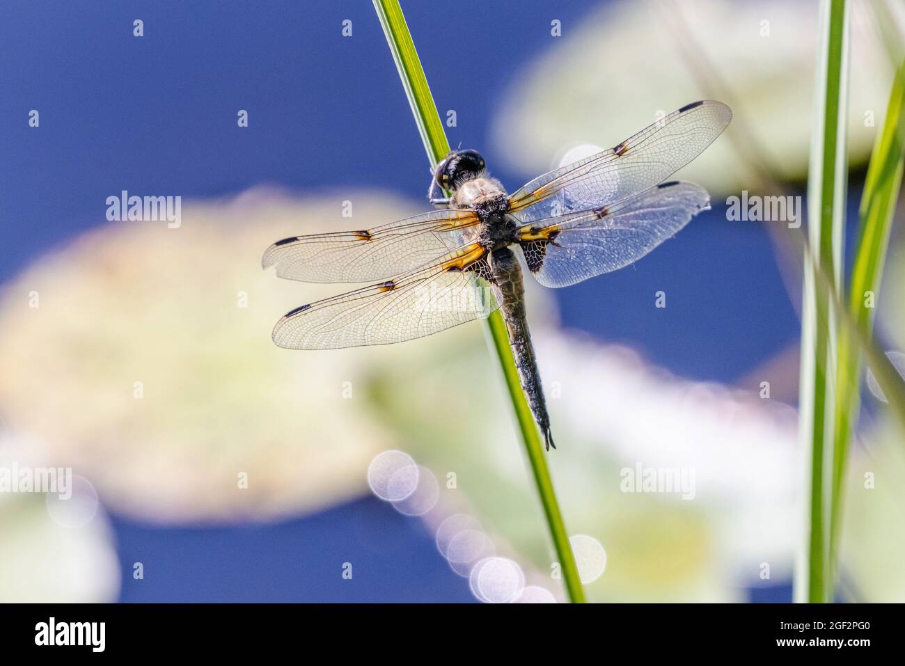 four-spotted libellula, four-spotted chaser, four spot (Libellula quadrimaculata), male on outlook, Germany, Bavaria Stock Photo