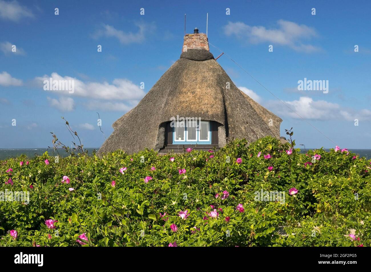 dog rose (Rosa canina), thatched house, frisian house, Germany, Schleswig-Holstein, Sylt, Hoernum Stock Photo