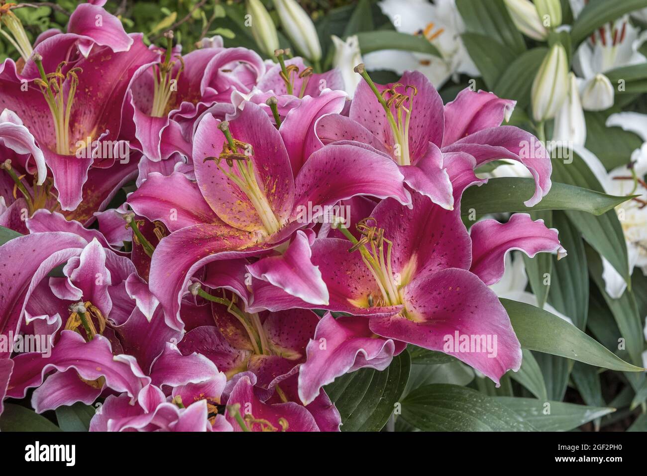 lily (Lilium 'After Eight', Lilium After Eight), flowers of cultivar After Eight Stock Photo