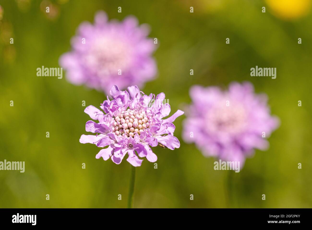 Small scabious, Lesser scabious (Scabiosa columbaria), flowers, Germany, Bavaria Stock Photo