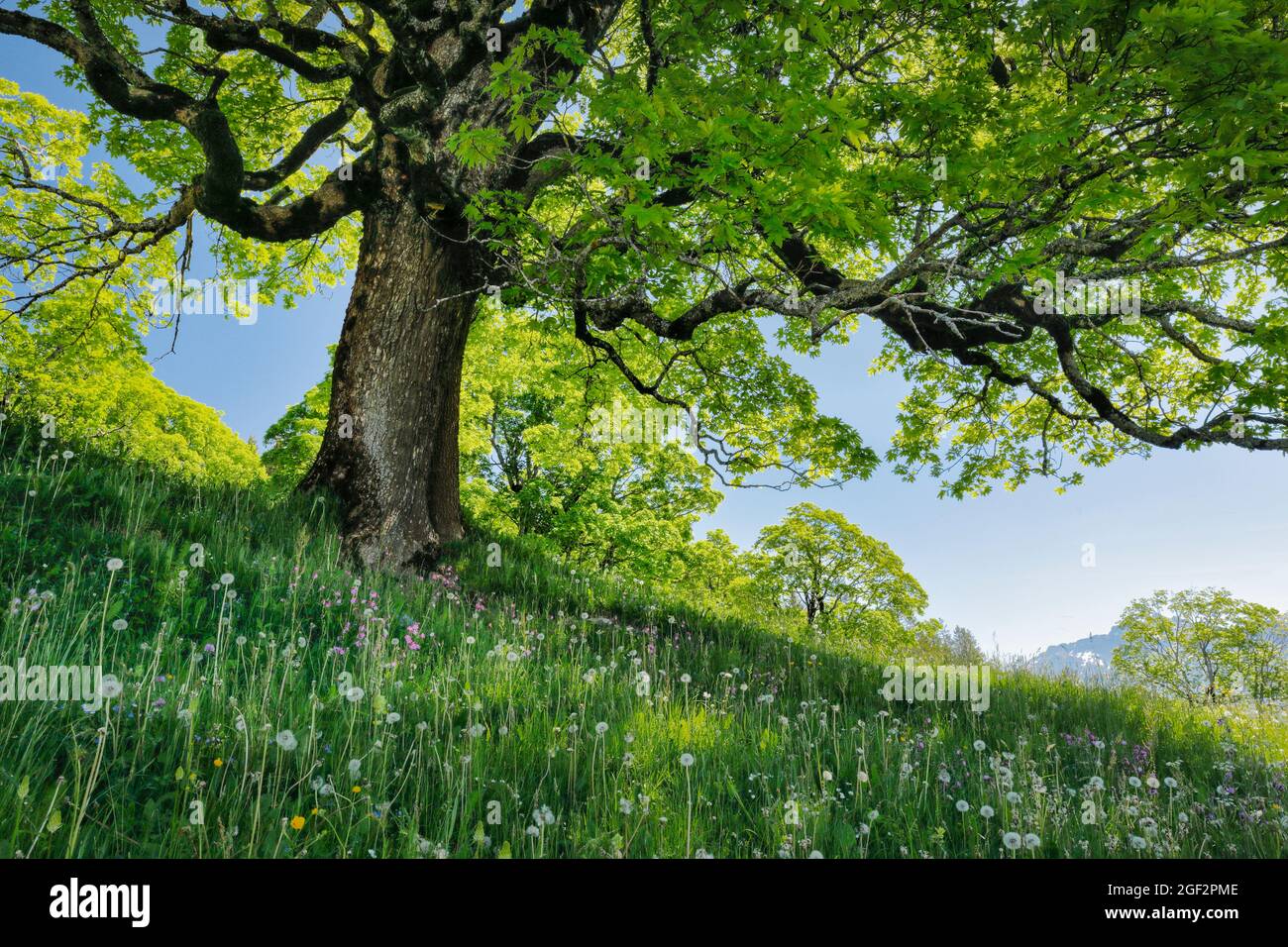 sycamore maple, great maple (Acer pseudoplatanus), sycamore maple grove in spring, near Ennetbuehl, Toggenburg, Switzerland, St. Gallen Stock Photo