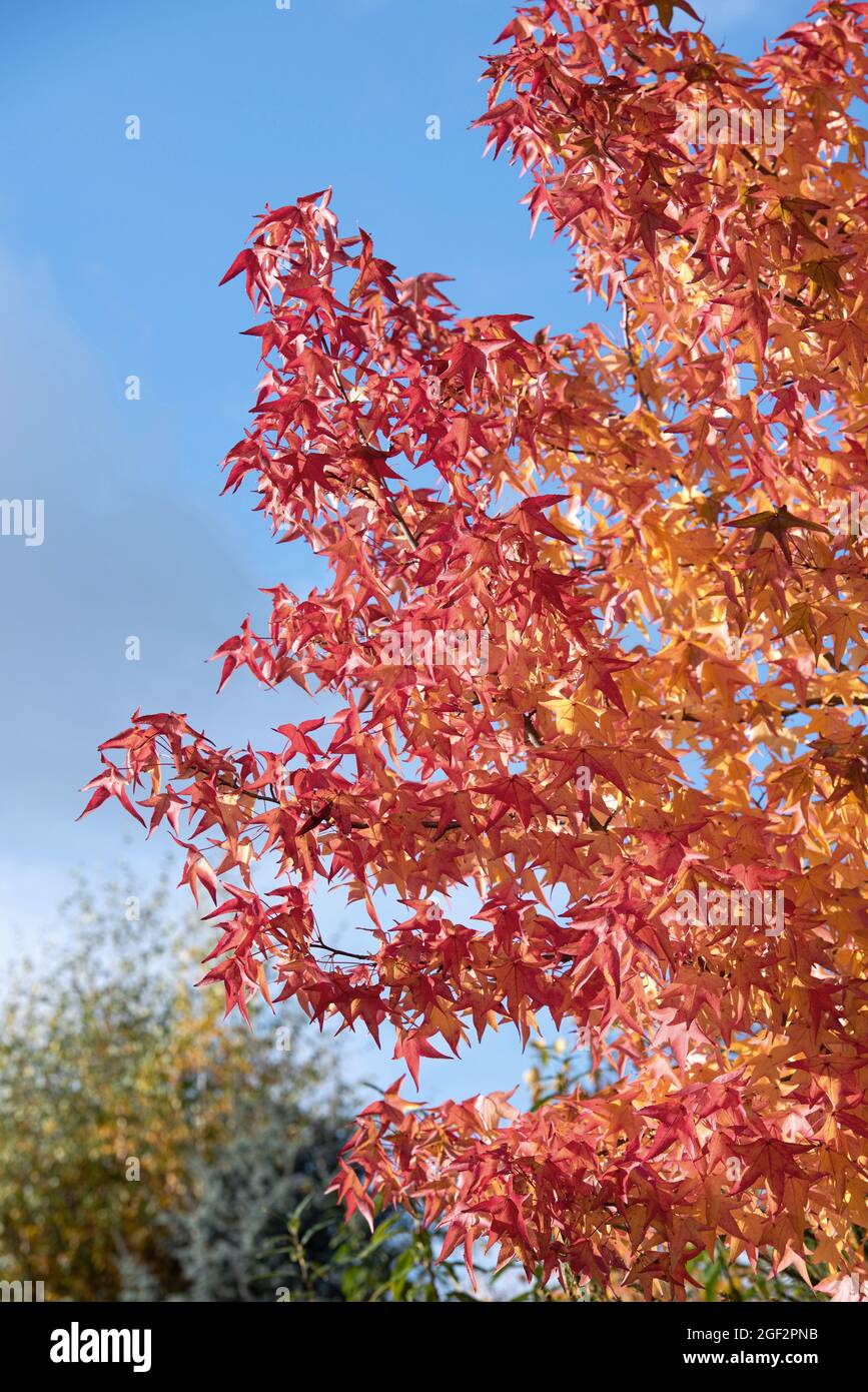 Satin Walnut, Sweet Gum, Red Gum (Liquidambar styraciflua), autumn colouration, Germany Stock Photo