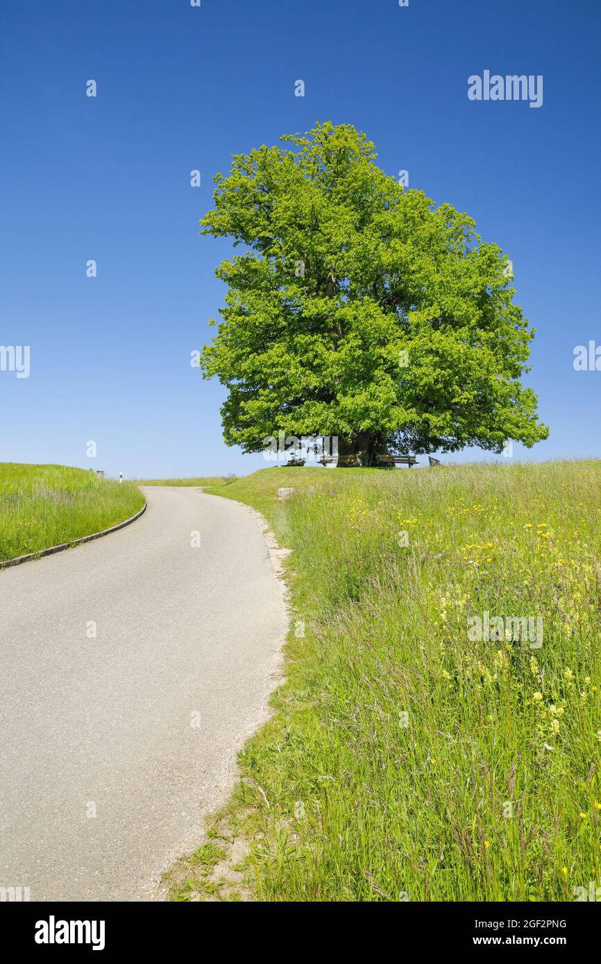 large-leaved lime, lime tree (Tilia platyphyllos), Linden tree of Linn, large ancient linden tree standing under a blue sky at a field path, Stock Photo