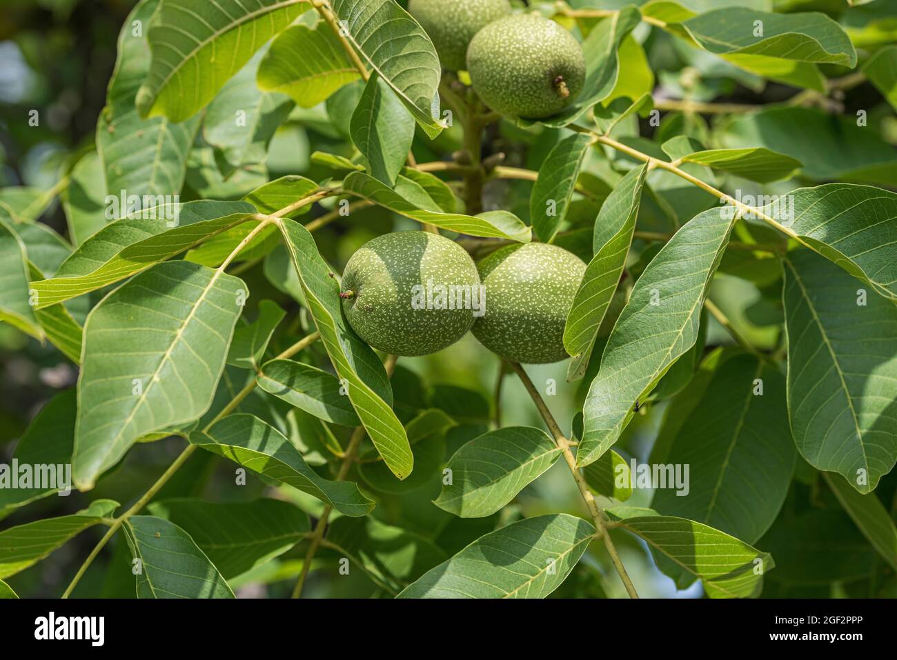 walnut (Juglans regia 'Ockerwitzer Lange', Juglans regia Ockerwitzer Lange), walnuts on a tree, cultivar Ockerwitzer Lange Stock Photo