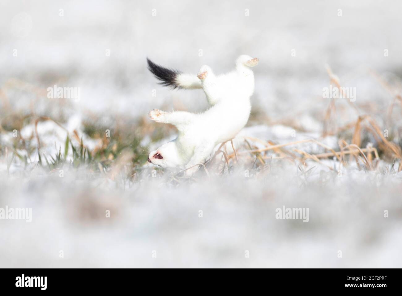 Ermine, Stoat, Short-tailed weasel (Mustela erminea), romping, hunting technique, Germany, Bavaria Stock Photo