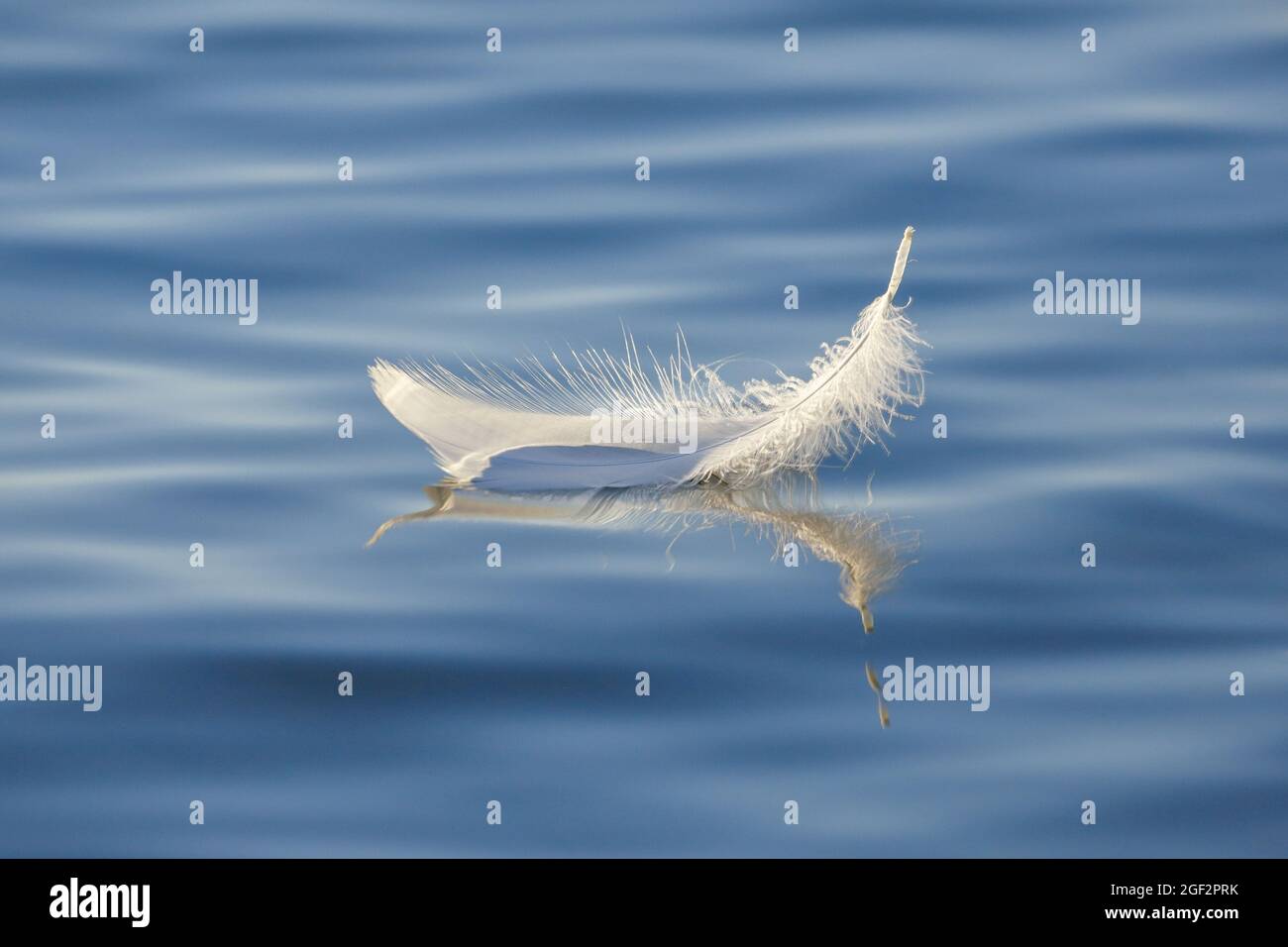 mute swan (Cygnus olor), swimming swan's feather on the blue water, Switzerland, Thurgau Stock Photo
