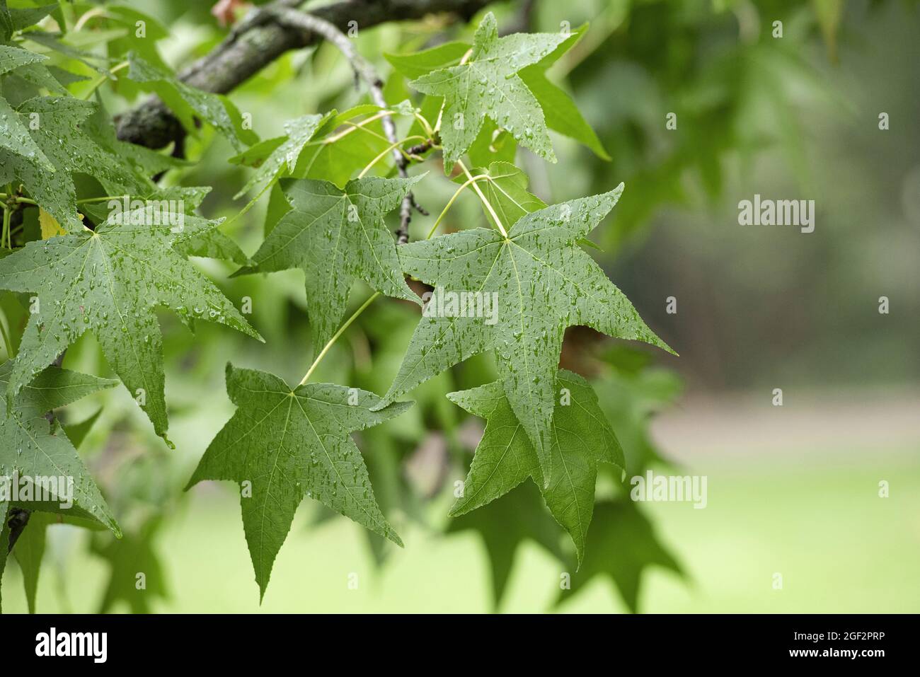 Satin Walnut, Sweet Gum, Red Gum (Liquidambar styraciflua), leaves on a branch Stock Photo