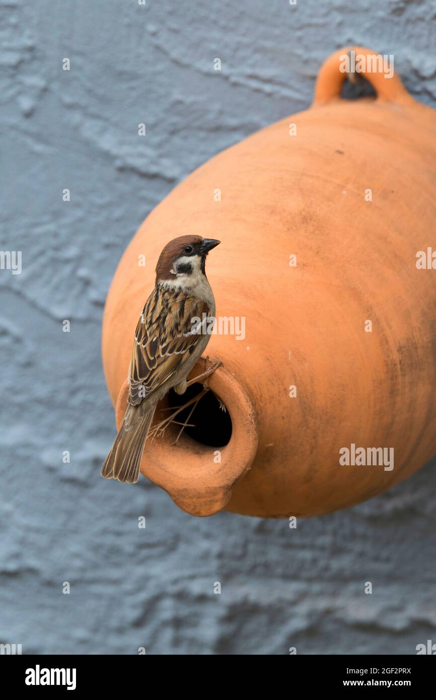 Eurasian tree sparrow (Passer montanus), on a nesting box made of clay , Germany Stock Photo