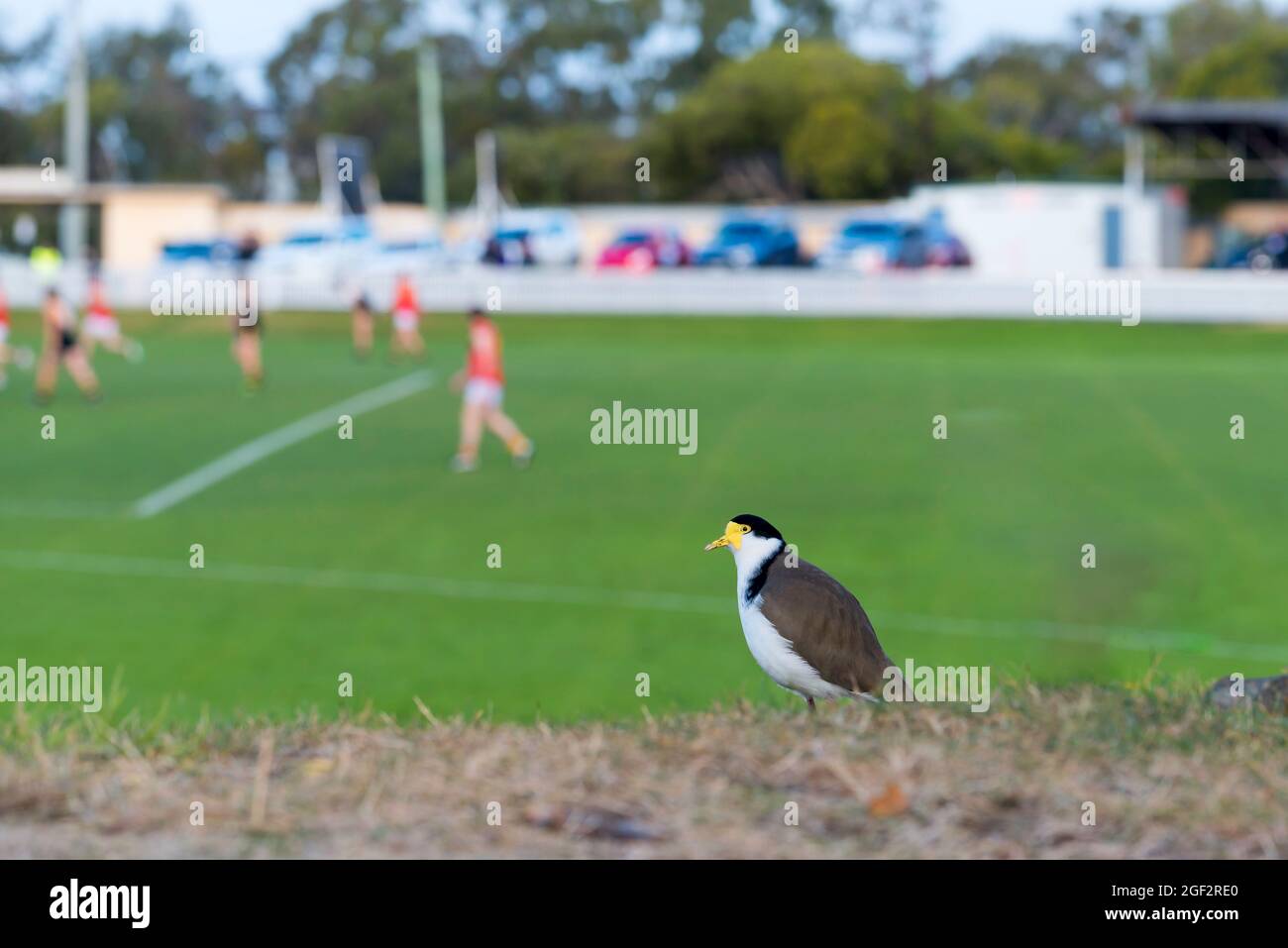 A masked lapwing (Vanellus miles) bird patrols the grass bank at the TCA Ground in Hobart. It is a large and common bird, native to Australia Stock Photo
