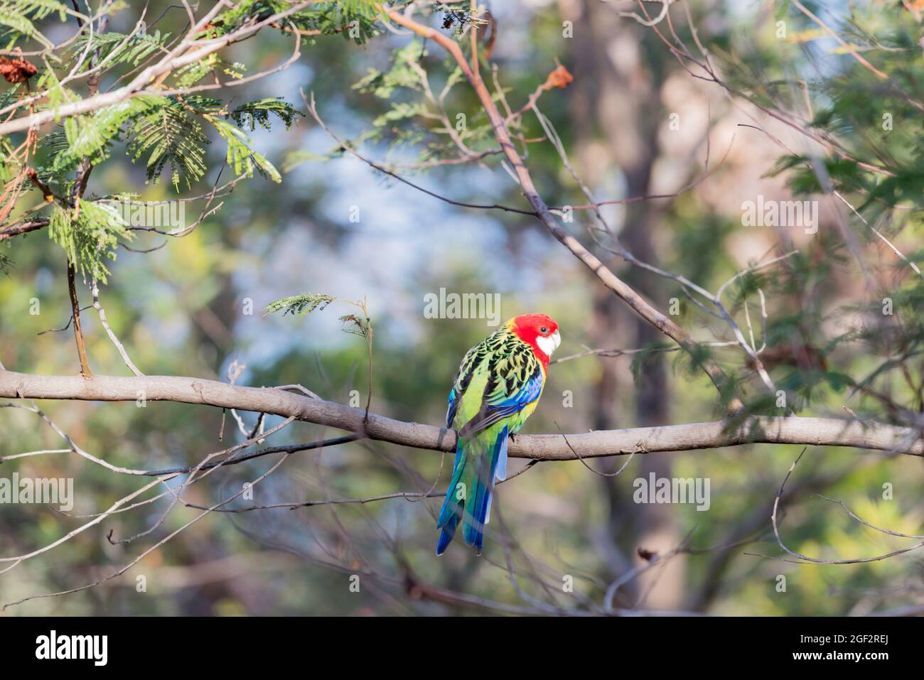 The Eastern Rosella (Platycercus eximius) shown here in the Queens Domain near Hobart is native to south-eastern Australia and to Tasmania Stock Photo