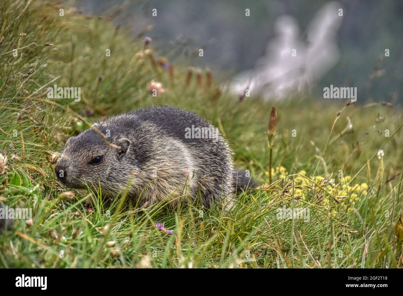 Babymurmeltier  Murmeltier, Murmeltiere, Babymurmeltier, Murmeltierbabys, Murmeltierbaby, Jungtier, Affe, Äffchen, klein, Nachwuchs, kuschelig, entdec Stock Photo