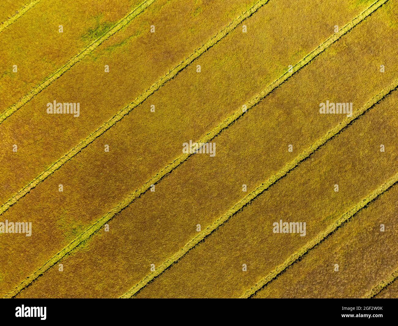 Aerial photo of rapeseed field ready for harvesting Stock Photo