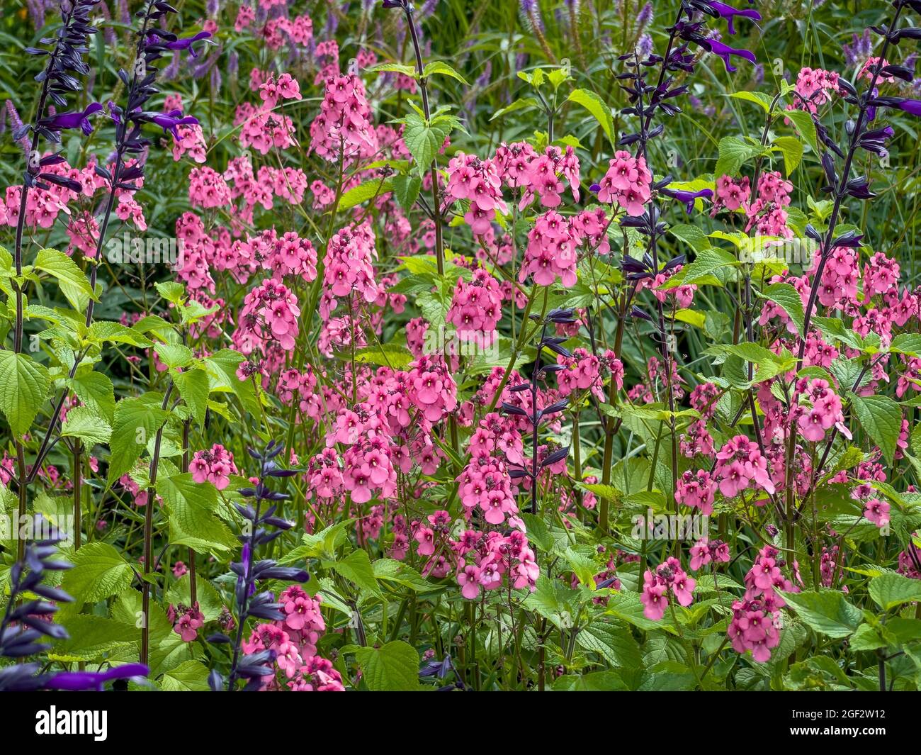 The  pink flowers of Diascia rigescens stiff twinspur interplanted with the purple flowers of Salvia Amistad Stock Photo