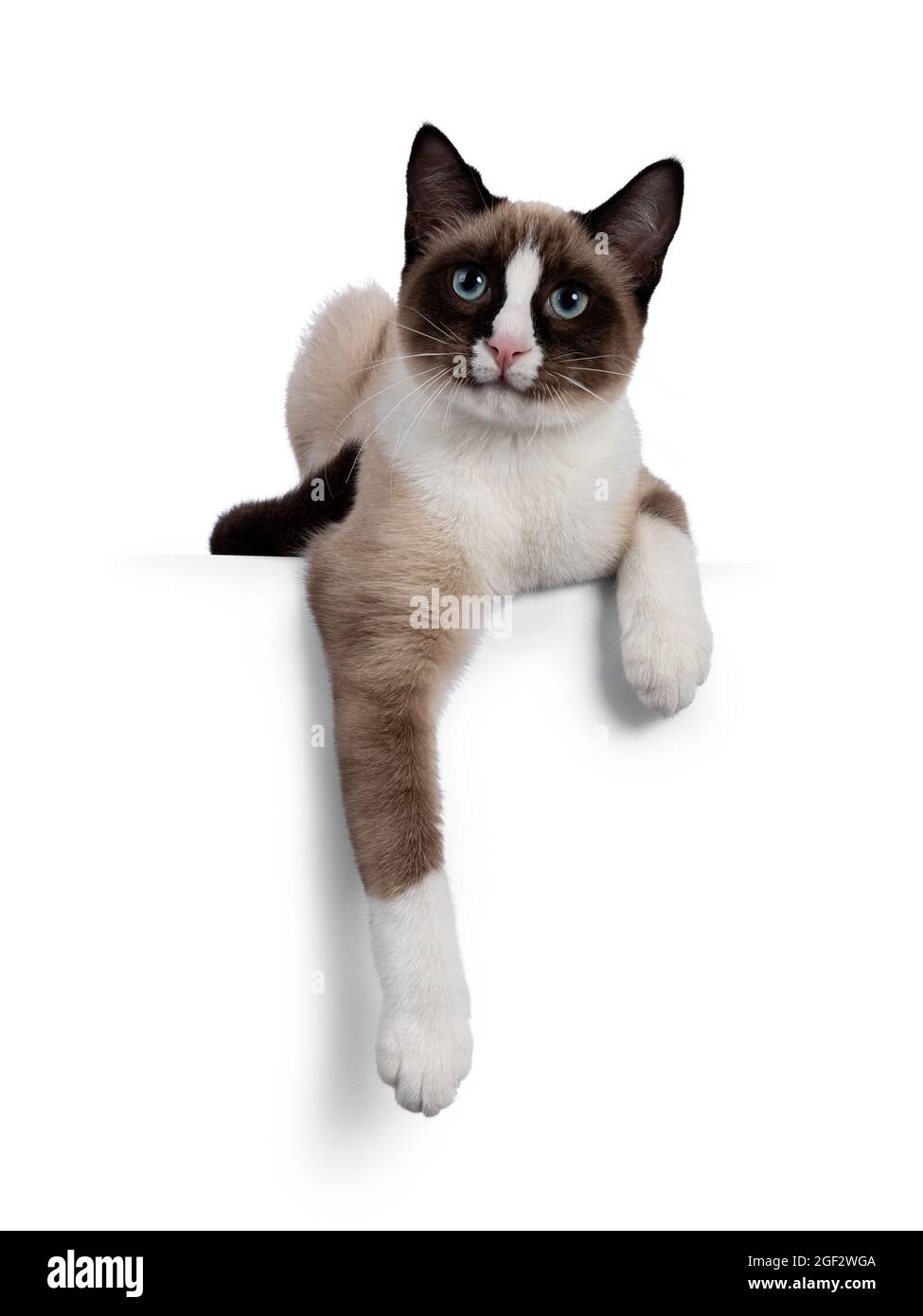 Adorable young Snowshoe cat kitten, laying down facing front. Front paws  hanging relaxed over edge. Looking towards camera with the typical blue  eyes Stock Photo - Alamy