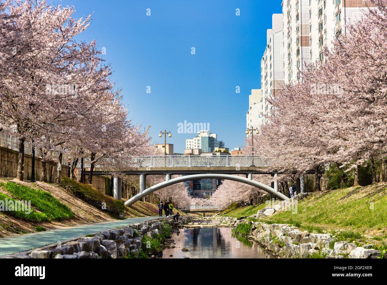 Bridge Over A Lake Surrounded By Cherry Blossoms In The Mugeocheon.