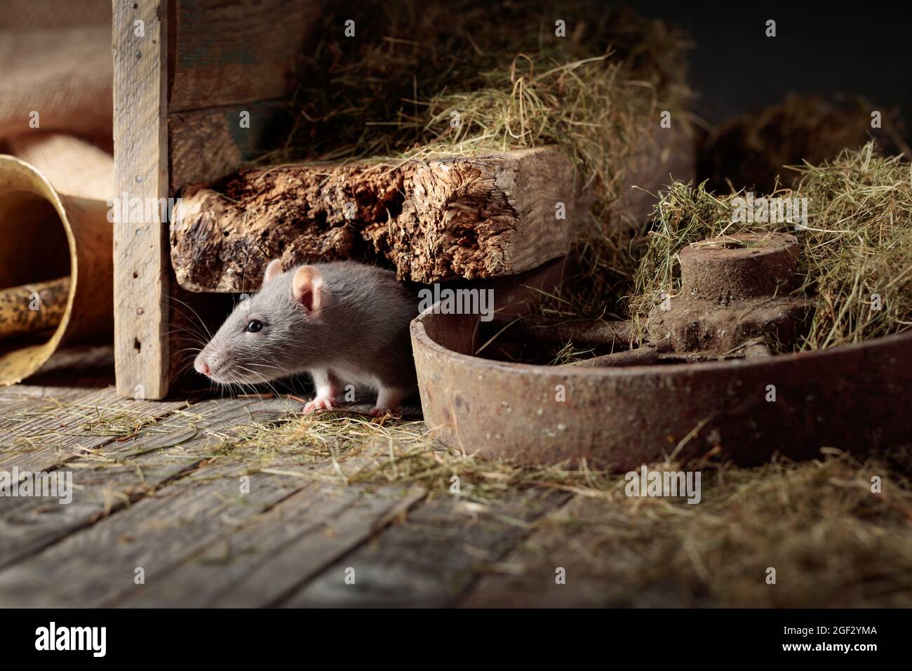 Cute rat in an old wooden barn with hay Stock Photo - Alamy