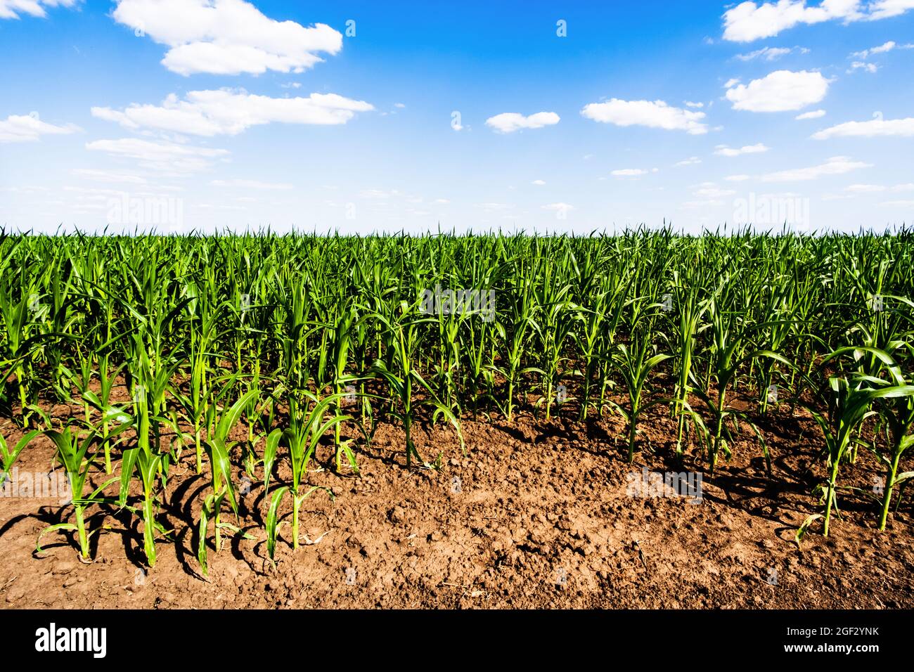 Corn field in summertime. Landscape image of green corn field with blue ...