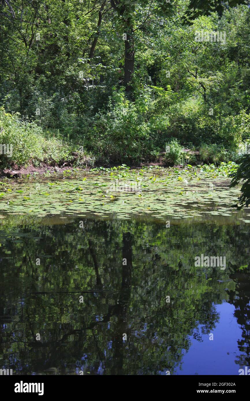 Overgrown water lily pool on a bright sunny summer day Stock Photo - Alamy