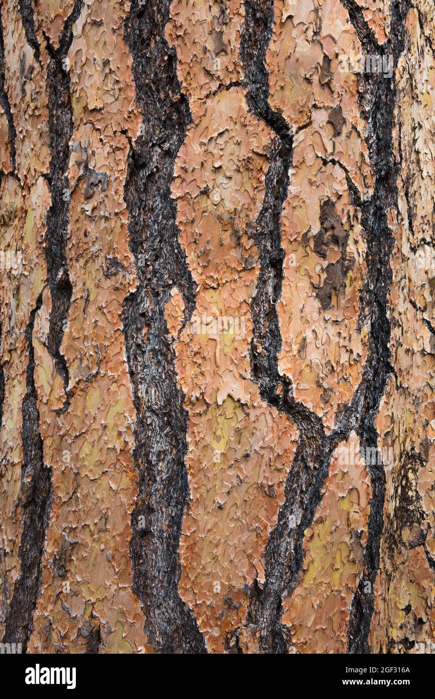 Detail of Ponderosa pine tree bark Stock Photo