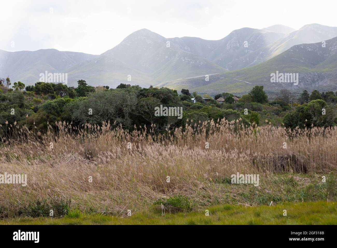 reeds near Klein River, Stanford, Western Cape, South Africa Stock