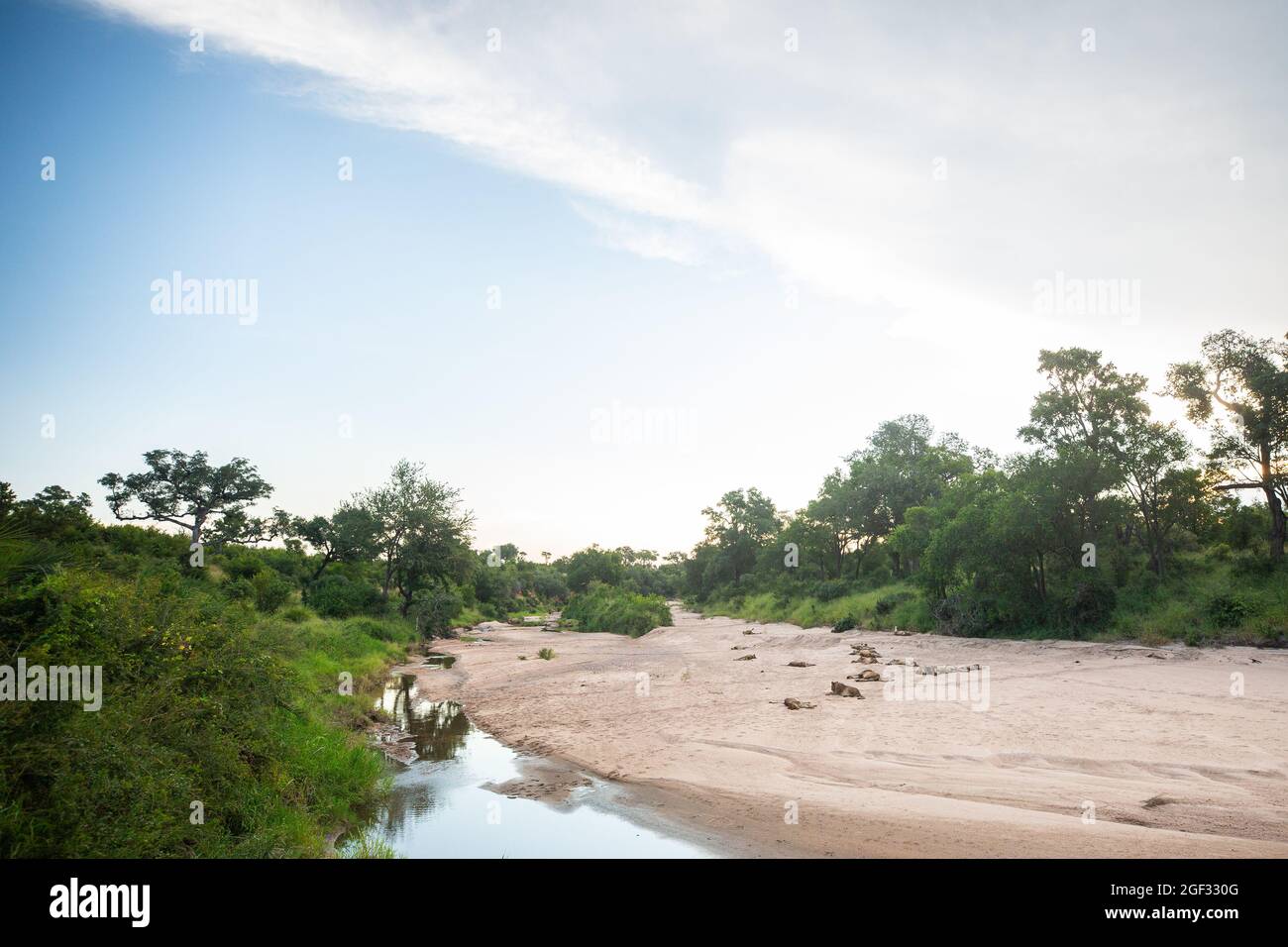 A pride of lions, Panthera leo, lie on a sand river bank Stock Photo ...