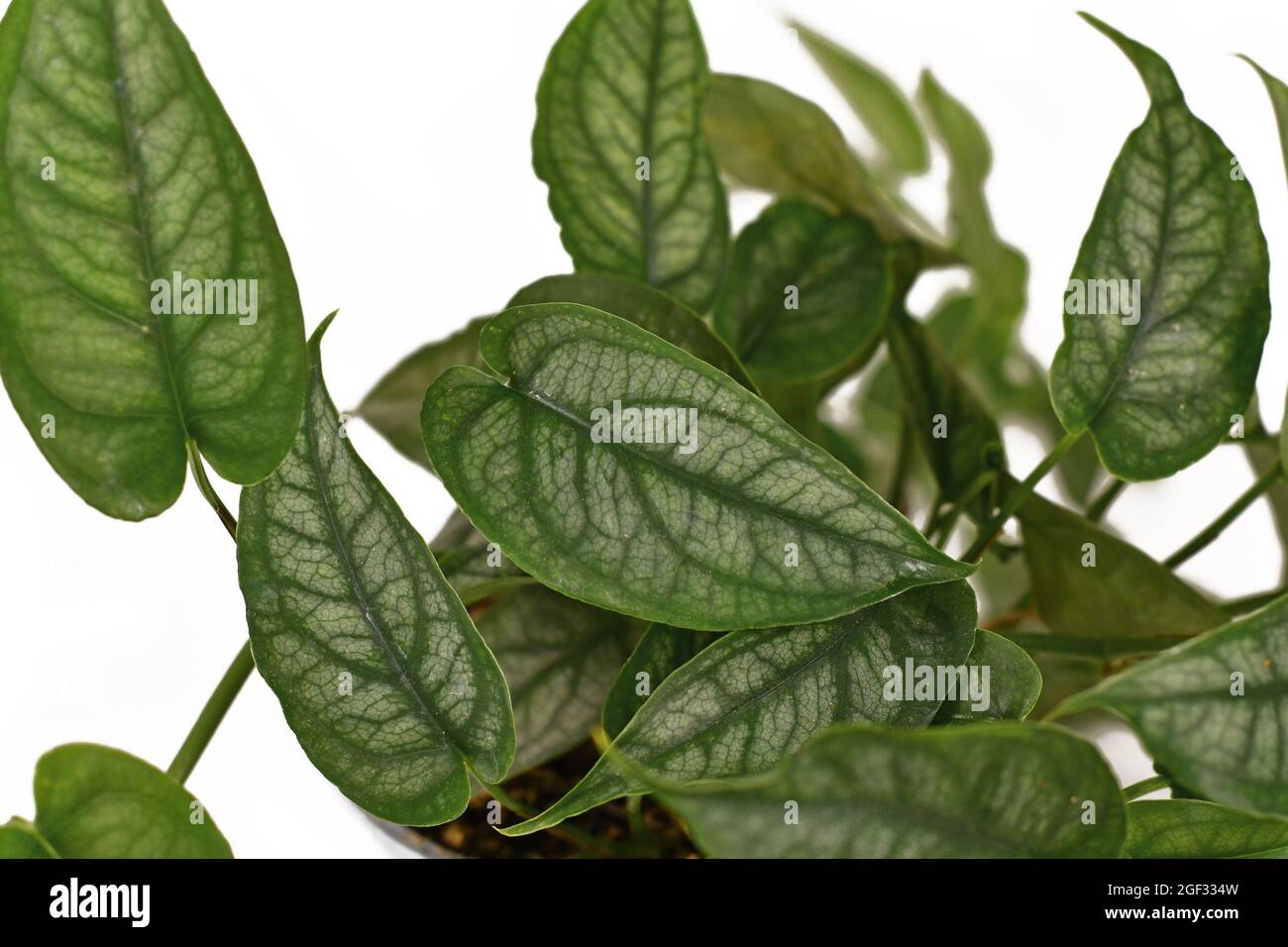 Close up of tropical 'Monstera Siltepecana' houseplant isolated on white background Stock Photo