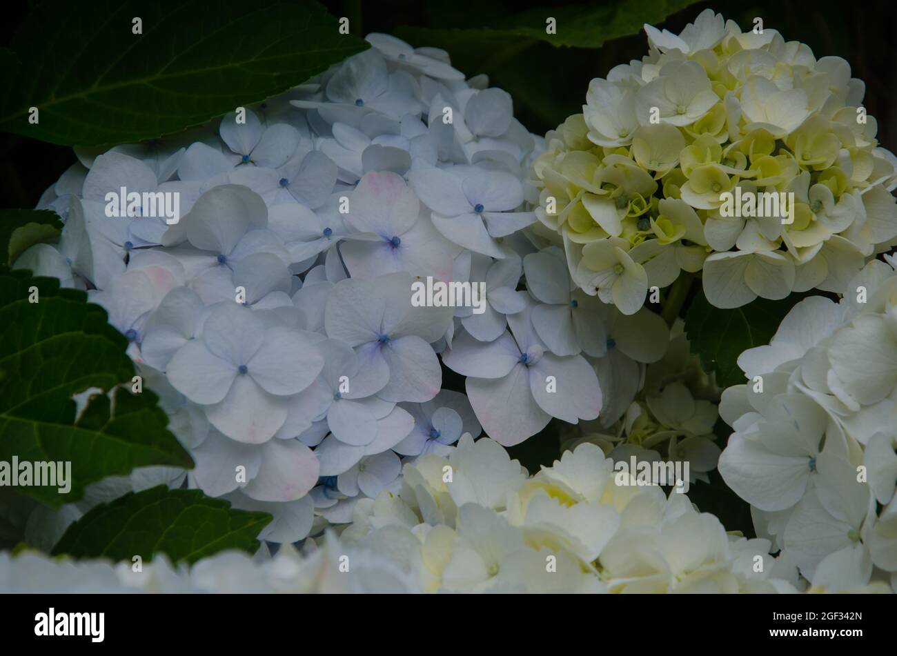 Closeup of Hydrangea. Beautiful garden flowers Stock Photo - Alamy