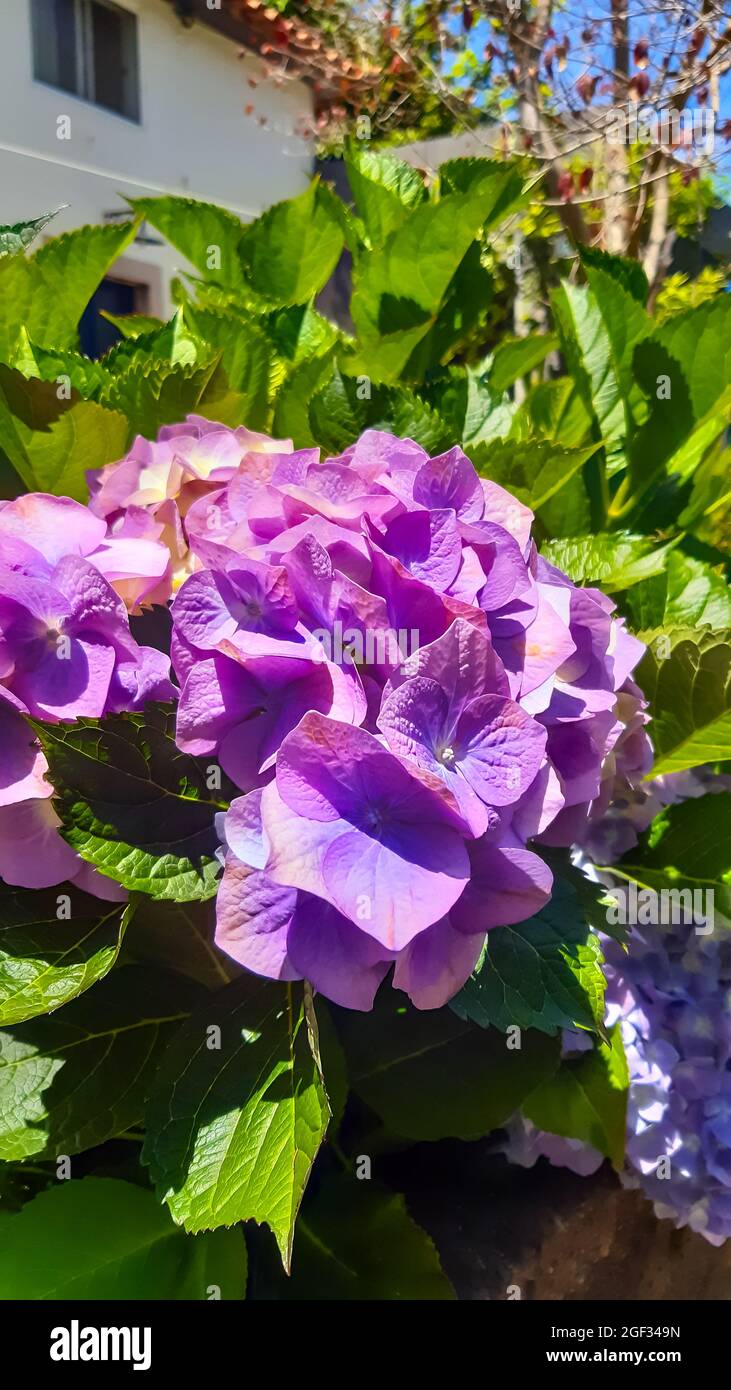 Vertical closeup of Hydrangea. Beautiful garden flowers Stock Photo - Alamy