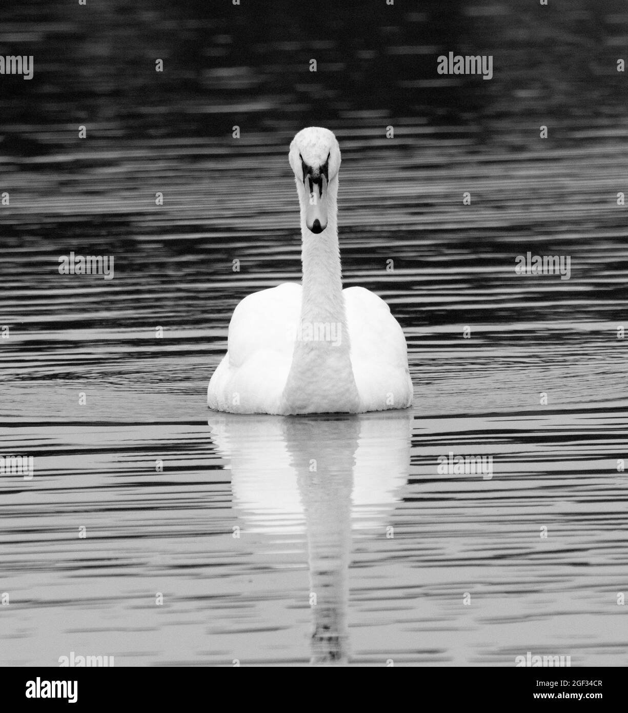 Close up white mute swan Black and White Stock Photos & Images - Alamy