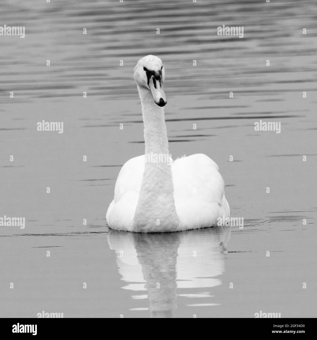 Close up white mute swan Black and White Stock Photos & Images - Alamy