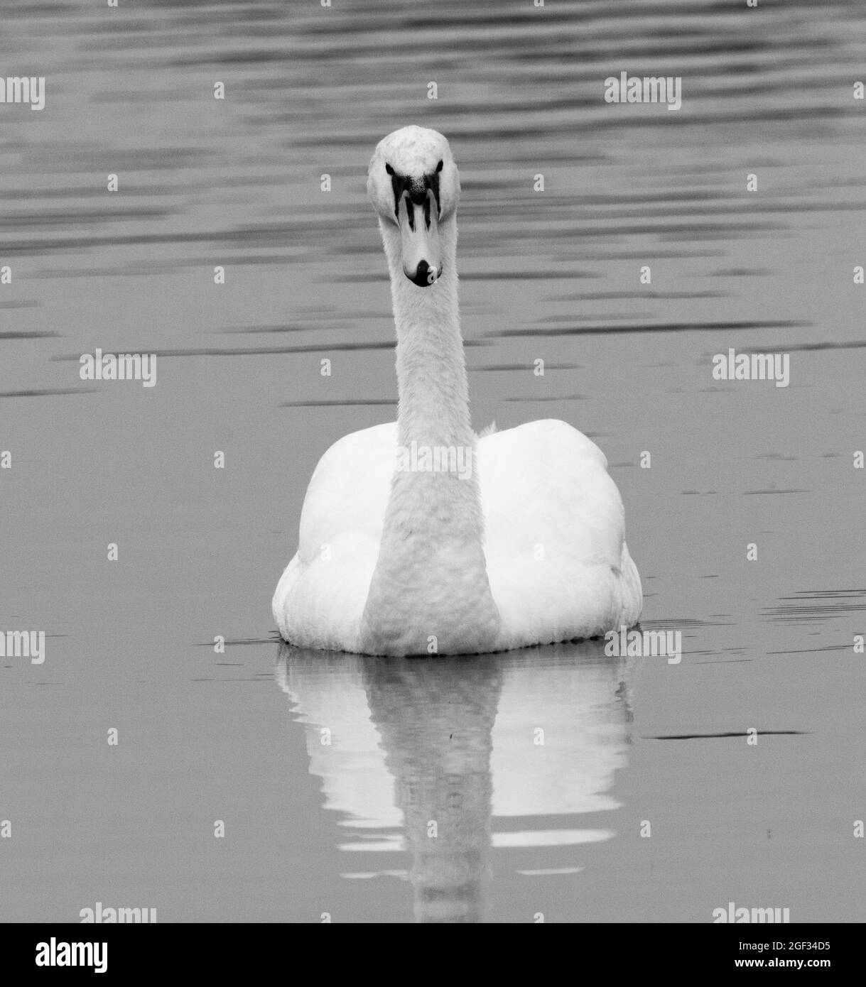 Close up white mute swan Black and White Stock Photos & Images - Alamy