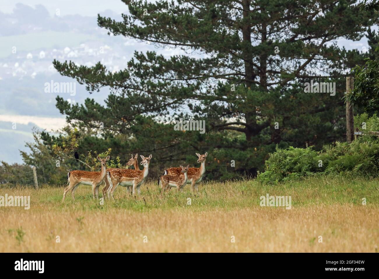 Longshot of Deer at Mount Edgcumbe Park on the Rame Peninsula in south east Cornwall Stock Photo