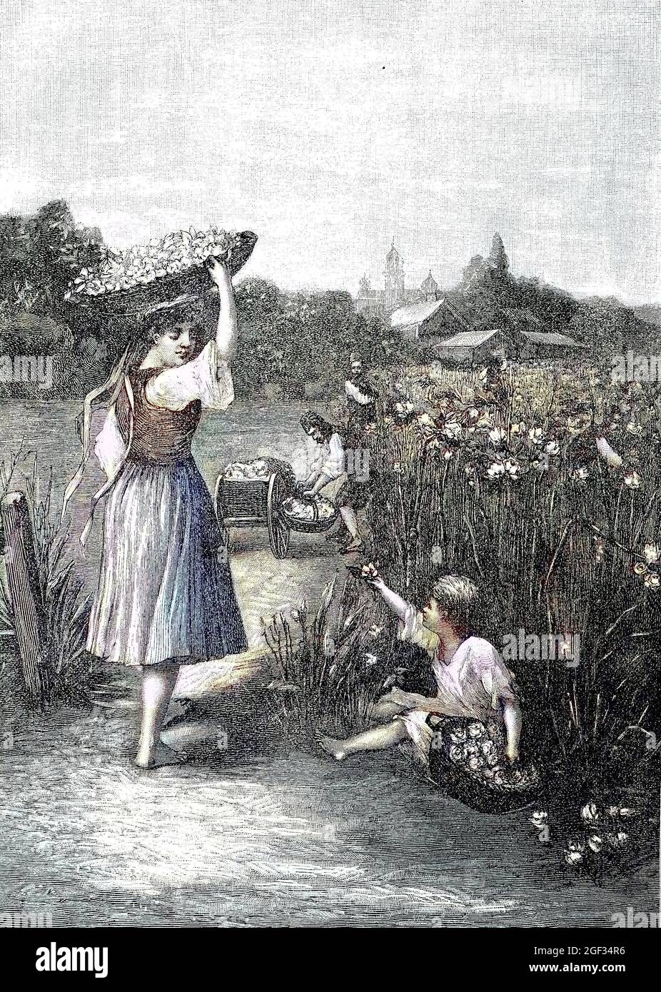 harvesting roses in bulgaria, Das Ernten von Rosen in Bulgarien, digital improved reproduction of an original print from the year 1881, Koloriert, Kolorierung, koloriert, handkoloriert, Hand-colouring, hand coloured, colored, Stock Photo