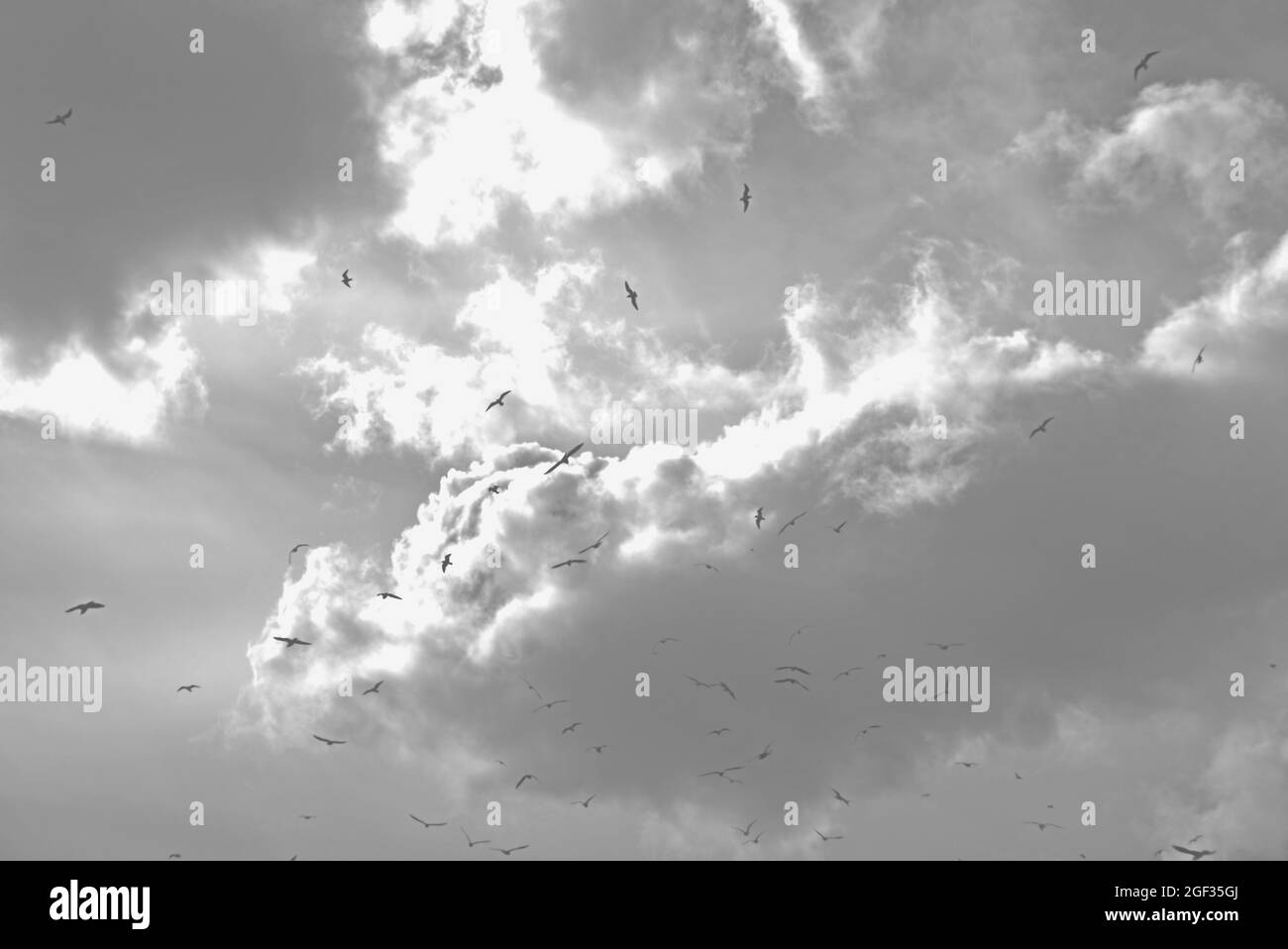 Birds flying in front of a dramatic cloudscape in Brighton, UK Stock Photo