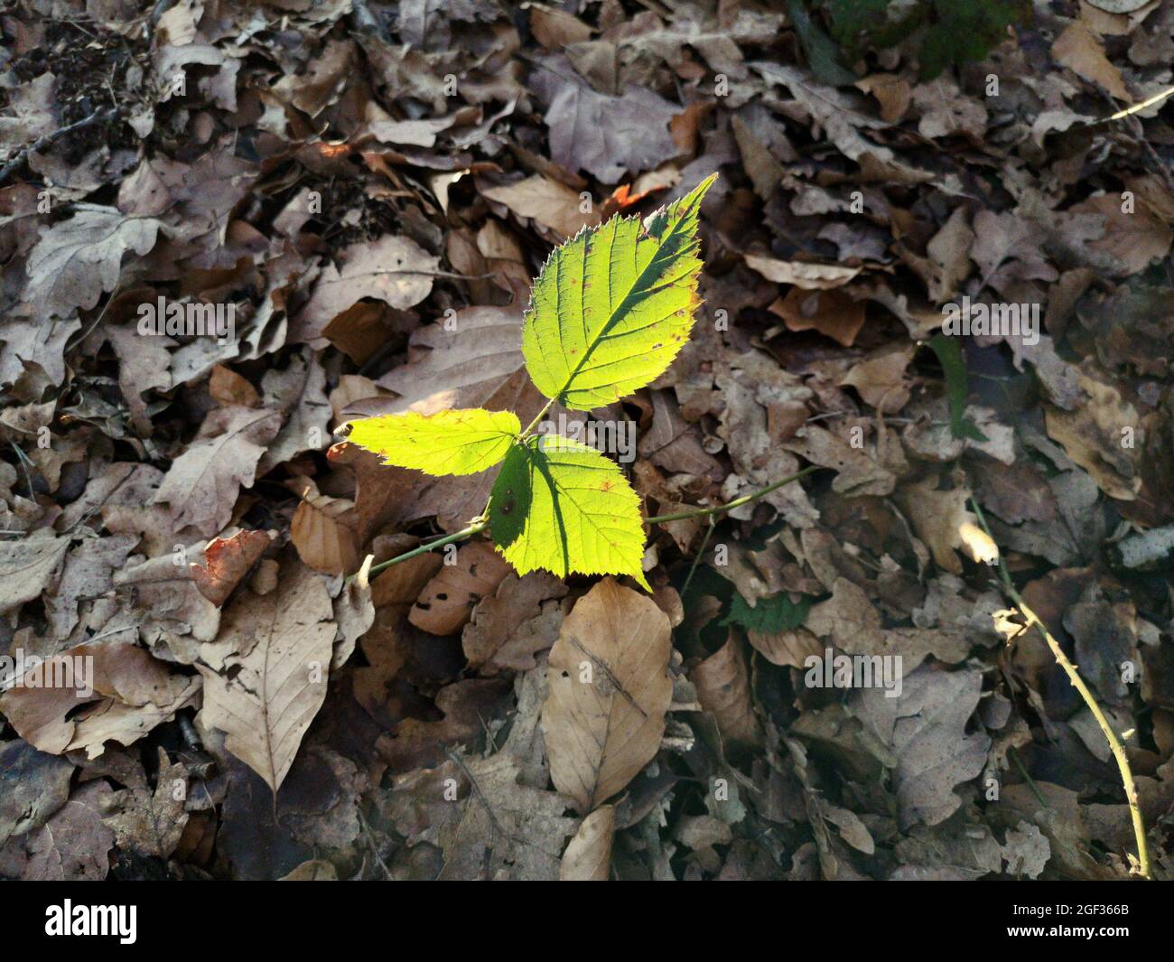 Top view of yellow leaves on the ground covered with autumn foliage ...