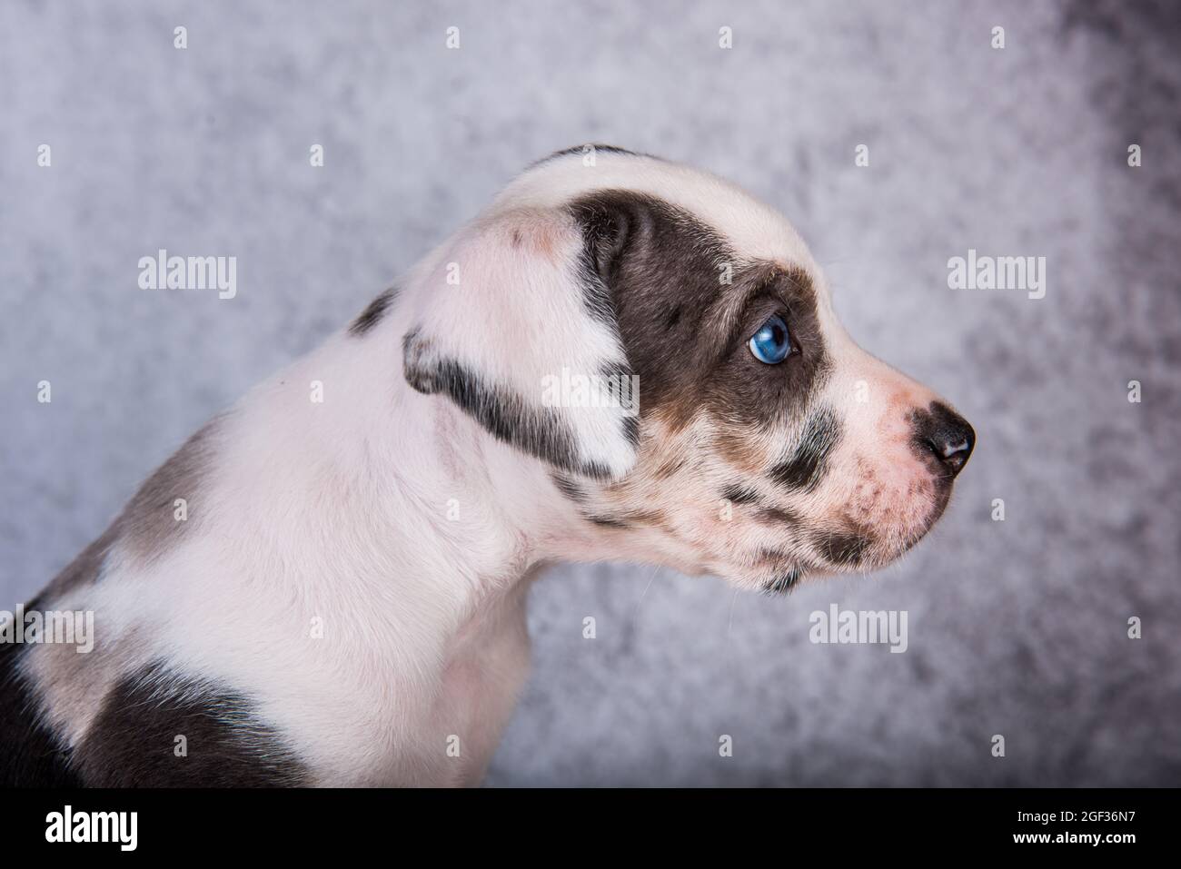 Louisiana Catahoula Leopard Dog puppy close up portrait Stock Photo - Alamy