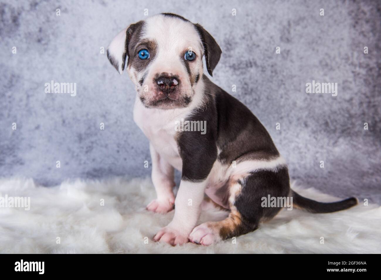 Louisiana Catahoula Leopard Dog puppy sitting on gray Stock Photo