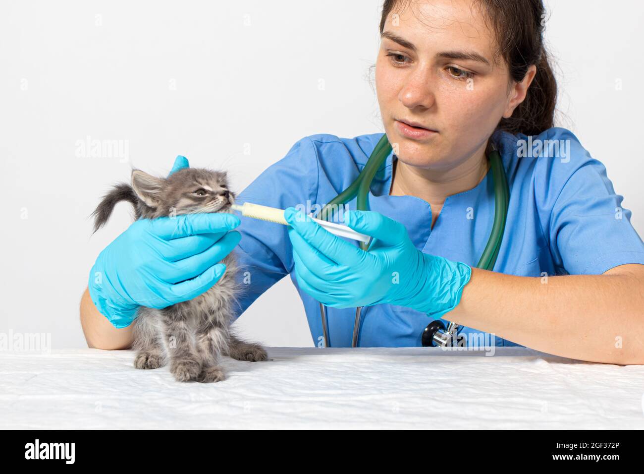 The veterinarian gives the kitten a cure for the worms. Prevention and