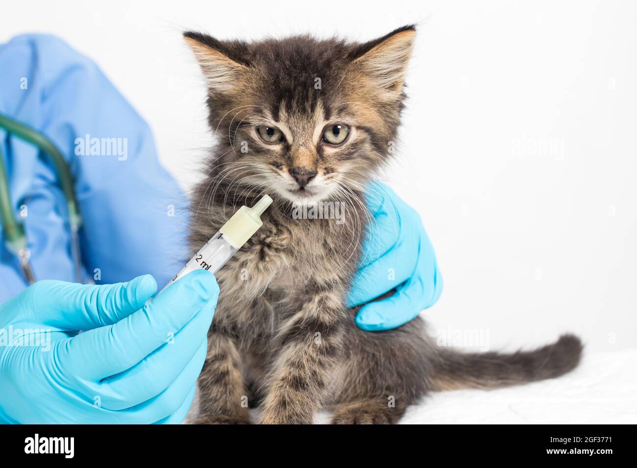 The veterinarian gives the kitten a cure for the worms. Prevention and treatment of cats, veterinary clinic. Stock Photo