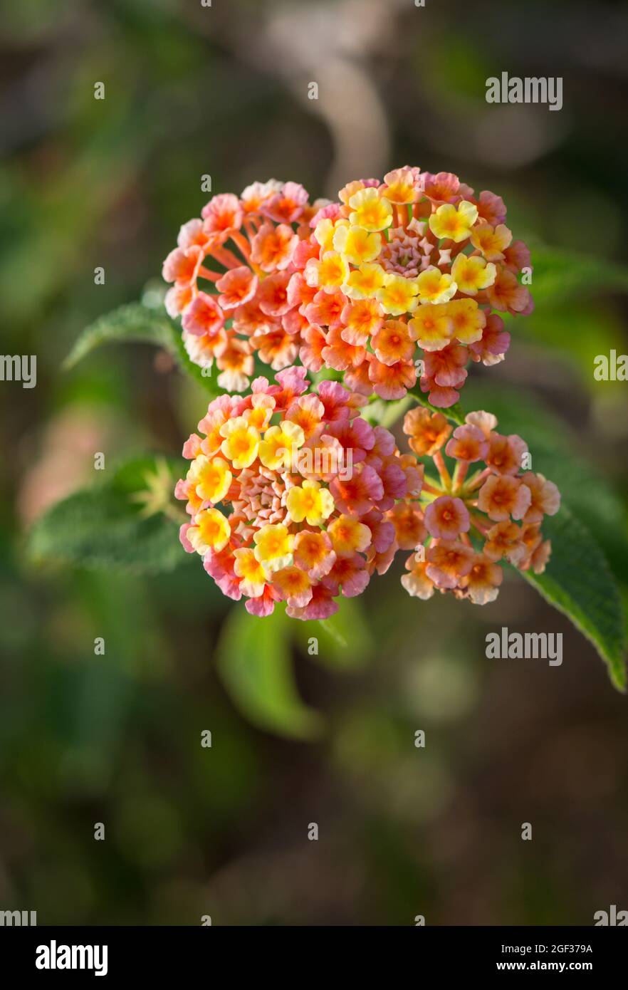 Flowers of Lantana Camara,Spanish flag plant in garden. Stock Photo