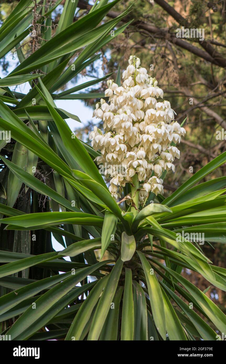 Yucca gigantea, Yucca plant blooming, edible flowers. pain Stock Photo