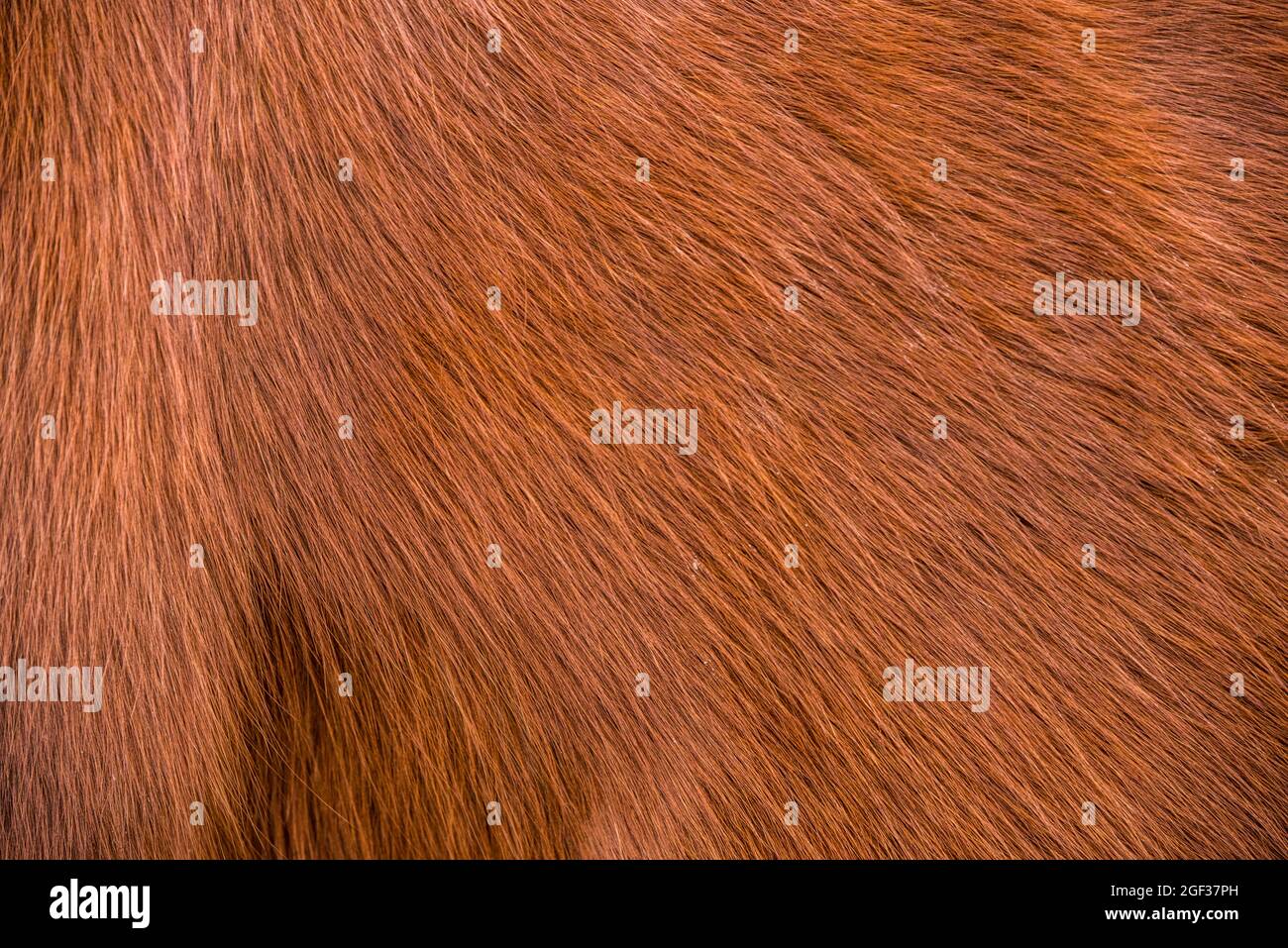 Animal skin texture hi-res stock photography and images - Alamy Animal skin texture hi-res stock photography and images - Alamy