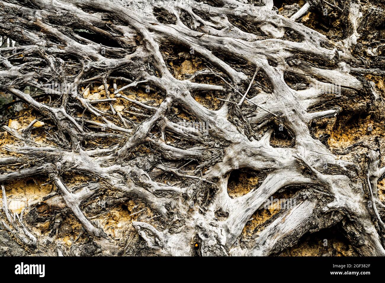 Close-up image of roots of a fallen tree Stock Photo