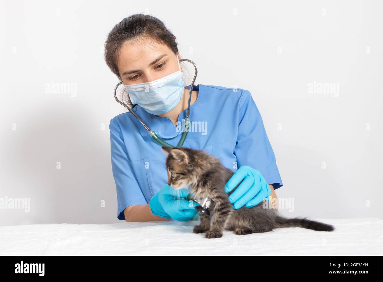 Coronavirus and pneumonia in a cat. The veterinarian examines the heart and lungs of the kitten with a stethoscope. Stock Photo